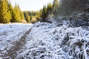 icy grass along the road