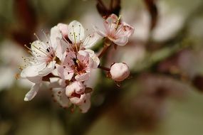 pink flowers on a garden tree close-up