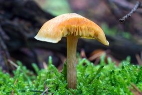 mushroom on green moss in the forest close up