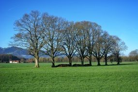 trees in a green meadow in upper bavaria