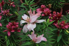 lily flowers in the garden