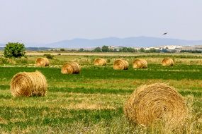 landscape of Field in the countryside