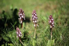 Wild orhids in spring