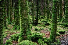 Green Juicy Ireland Moss
