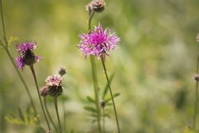 pink clover field flower
