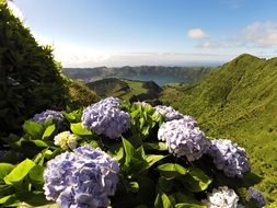 blue hydrangea flowers in picturesque mountain Landscape, portugal, azores