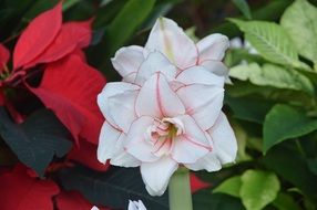 Flower White Leaves