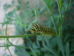 splendiferous Caterpillar