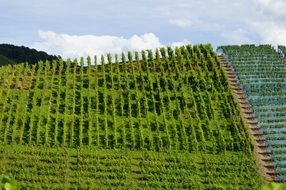 panorama of vineyards in the hills on a sunny day