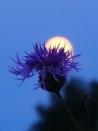 Nature Scenery Moon