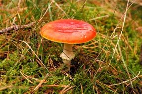 fly agaric mushroom in green moss