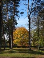 magnificent Foliage on tree in park