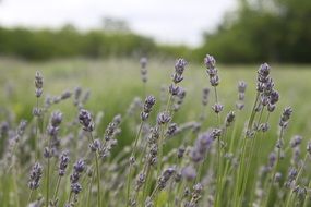 Lavender plants in nature