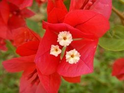 tiny white flowers with red leafs