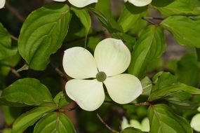 wild flower with four petals