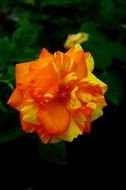 red-yellow rose on a bush