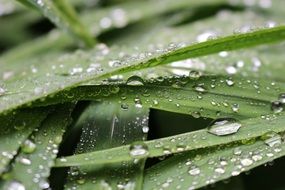 Macro picture of waterdrops on a Leaves