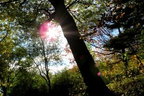 bright sunshine in a forest in canada
