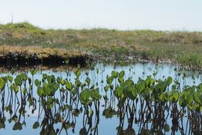 green aquatic plants in a pond in Norway