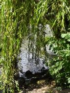 green grove over the river