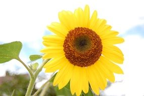 close-up shot of sun flower