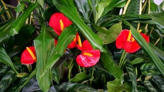 plant as decoration