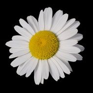 white daisy with a large yellow core on a black background