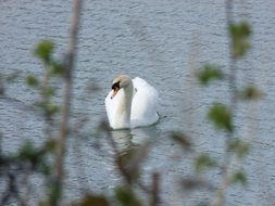 white Swan swimming in Lake scene