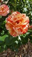 fascinating Garden Rose
