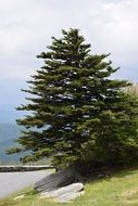 Tree Sentinel Fir