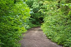 forest trail among green thickets