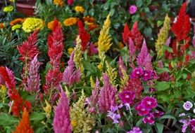 incredibly handsome decoration Flowers