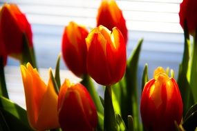 blooming orange red tulips