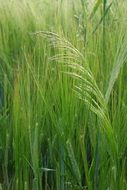 weed in green Barley Field