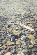Drift Wood and stones in a lake