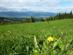 Dandelion in a meadow