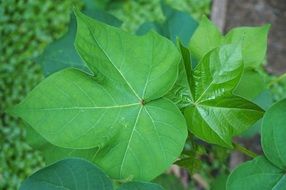 Cotton Plant Leaves close up
