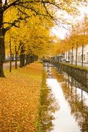 colorful autumn trees on city avenue