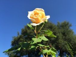 Picture of Yellow rose flower