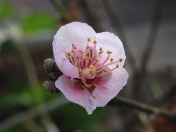 pink flower on plum branches close-up on blurred background
