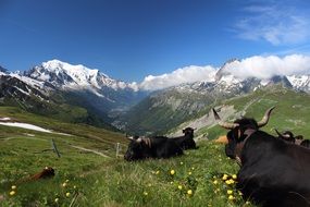 pasture on the background of the picturesque mont blanc