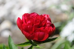 Macro photo of red bloom