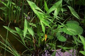 Green plants on a pond in summer