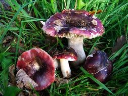 purple mushrooms in the forest