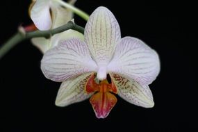 White orchid flower in nature