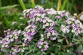 alissum bush with violet-white flowers