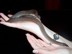 Picture of Snake on a hand