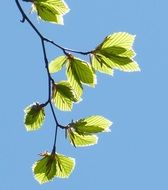 beech branch in bright sun close up