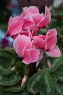 climbing plant with pink flowers close-up