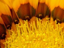 middle of a sunflower